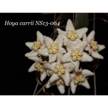 Hoya carrii NS13-064 - rooted store with hoya flowers