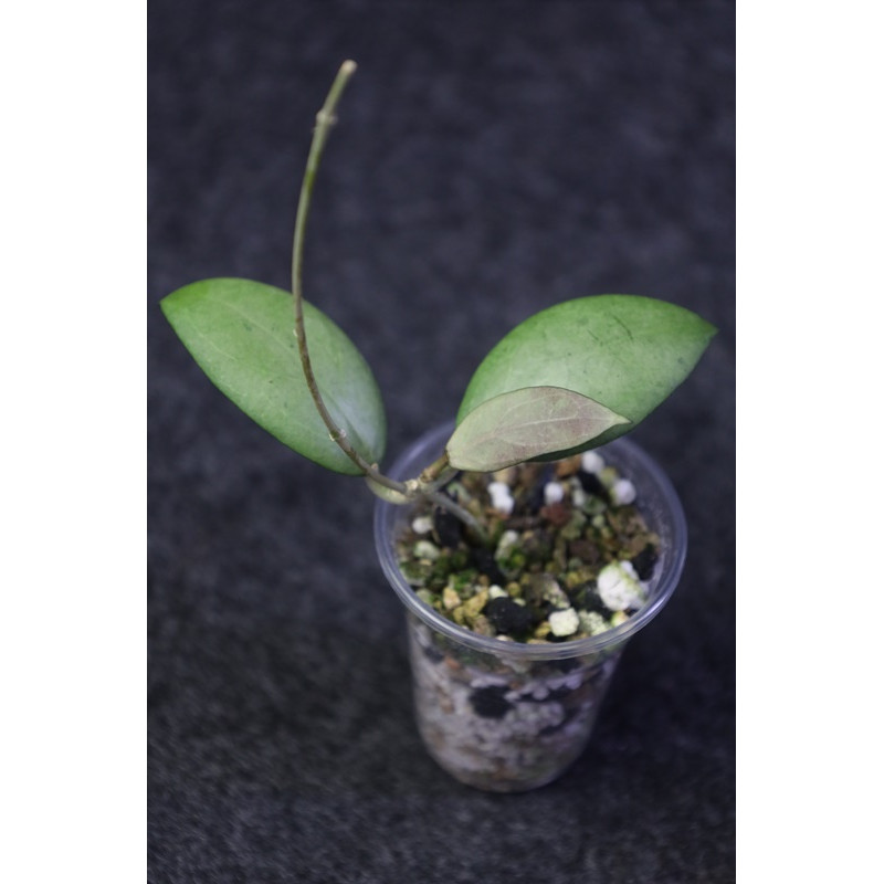 Hoya erythrostemma SILVER - rooted, growing store with hoya flowers