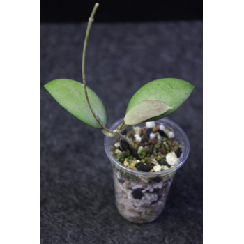 Hoya erythrostemma SILVER - rooted, growing store with hoya flowers