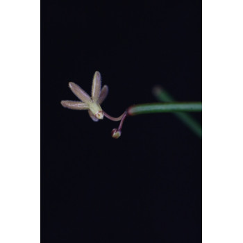 Hoya retrorsa - rooted, growing store with hoya flowers