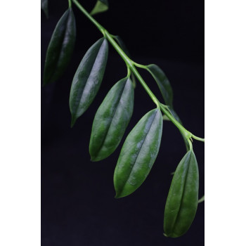 Hoya yingjiangensis store with hoya flowers