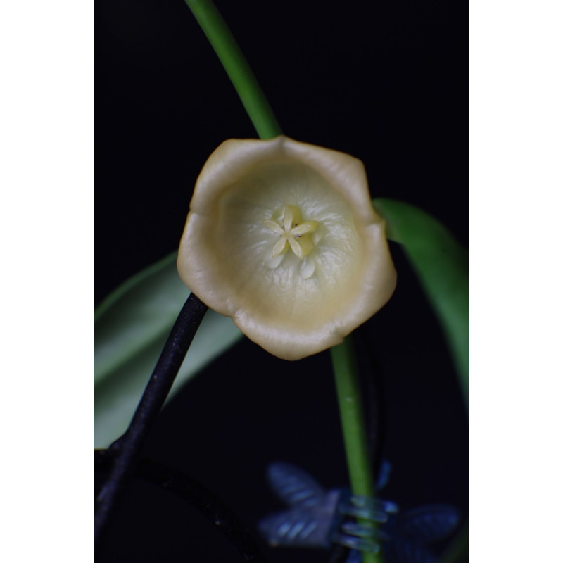 Hoya yingjiangensis store with hoya flowers