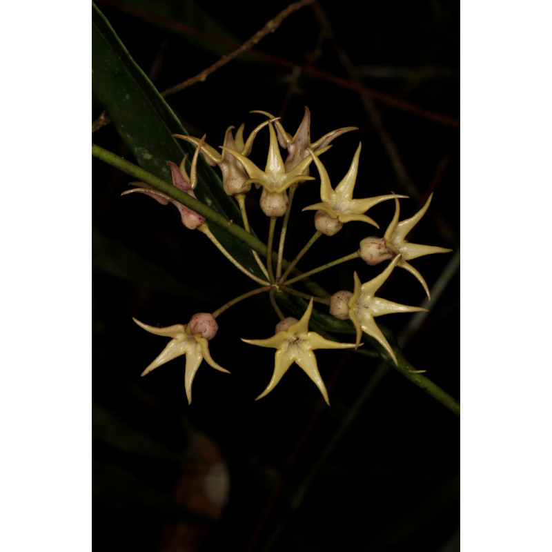 Hoya telosmoides - real photos store with hoya flowers