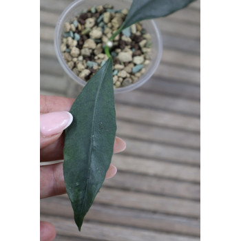 Hoya telosmoides - real photos store with hoya flowers