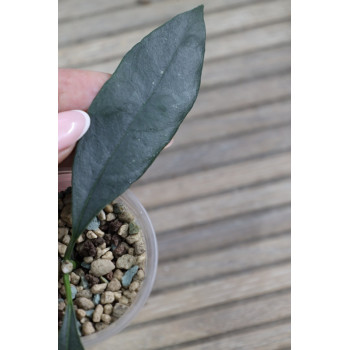 Hoya telosmoides - real photos store with hoya flowers