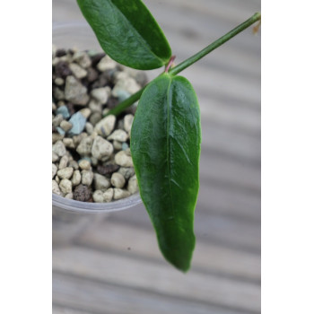 Hoya acuminata - real photos sklep z kwiatami hoya