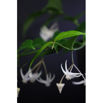 Hoya acuminata store with hoya flowers