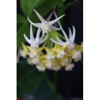 Hoya acuminata store with hoya flowers