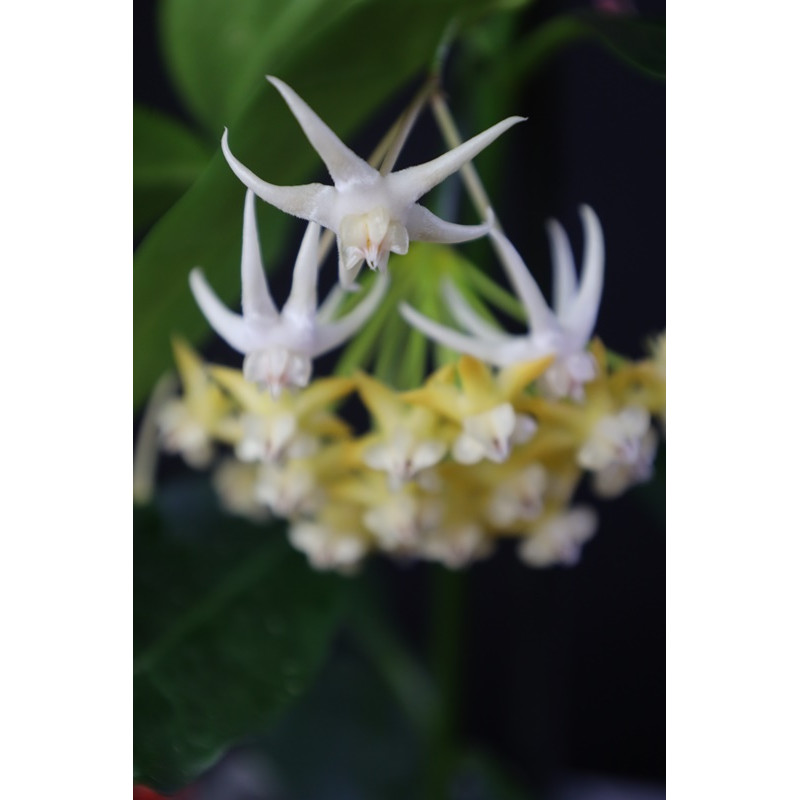 Hoya acuminata store with hoya flowers