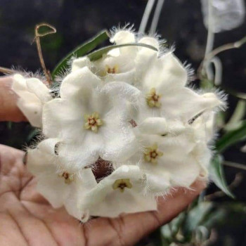 Hoya paradisea - real photos store with hoya flowers