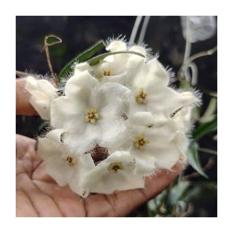 Hoya paradisea - real photos store with hoya flowers