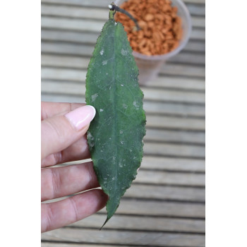 Hoya undulata BLACK ( long wavy leaves ) - real photos store with hoya flowers