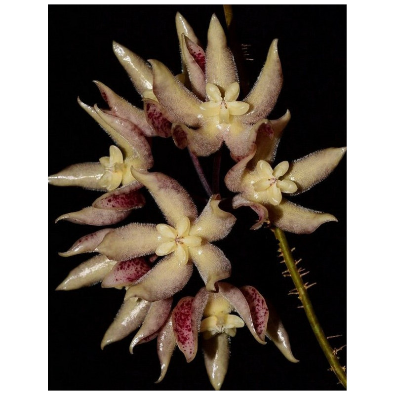 Hoya undulata BLACK ( long wavy leaves ) - real photos store with hoya flowers