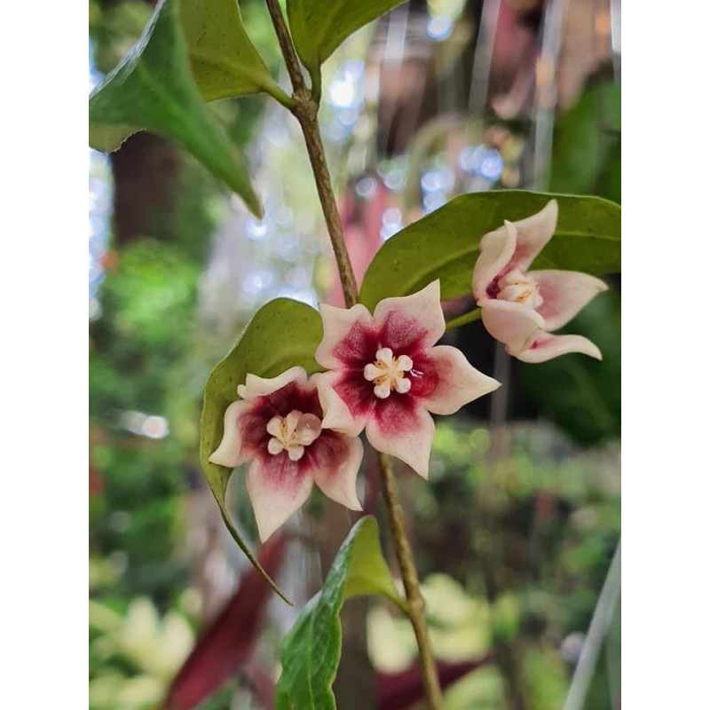 Hoya linavergarae ( pink flowers ) - real photos store with hoya flowers