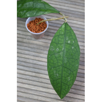 Hoya sp. Central Kalimantan Borneo - real photos store with hoya flowers