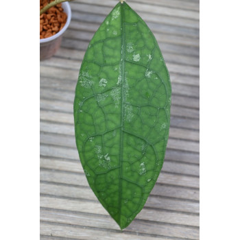 Hoya sp. Central Kalimantan Borneo - real photos store with hoya flowers