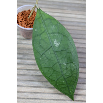 Hoya sp. Central Kalimantan Borneo - real photos sklep internetowy