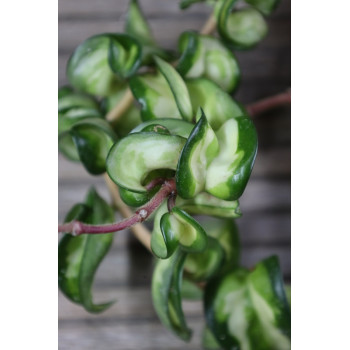 Hoya carnosa compacta variegata 'Mauna Loa' store with hoya flowers