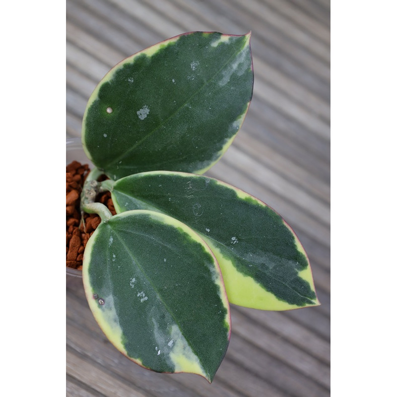 Hoya 'Para' albomarginata store with hoya flowers