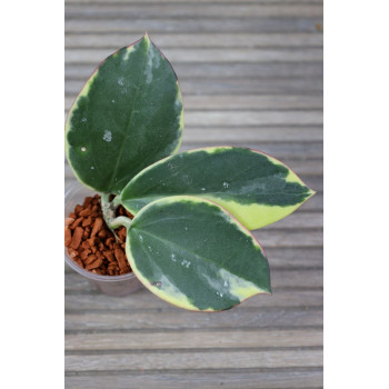 Hoya 'Para' albomarginata store with hoya flowers