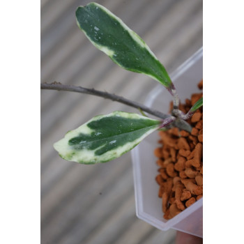 Hoya pubicalyx albomarginata store with hoya flowers