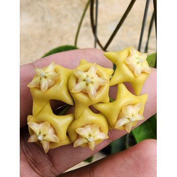 Hoya NOID sp. Sulawesi ( sp. Mamasa 01 “Yellow Flower” ) internet store