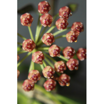 copy of Hoya NOID sp. Sulawesi ( sp. Mamasa 01 “Yellow Flower” ) store with hoya flowers