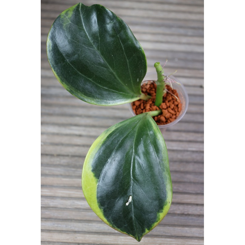 Hoya subquintuplinervis outer variegated store with hoya flowers