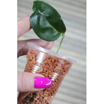 Hoya chloroleuca - rooted store with hoya flowers