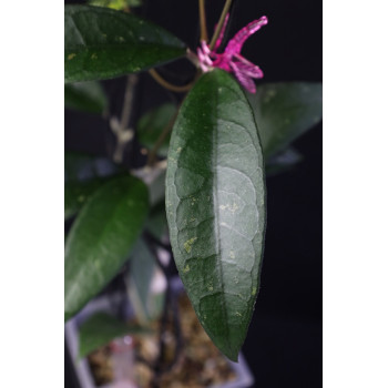 Hoya clemensiorum sp. Ngantang - rooted store with hoya flowers