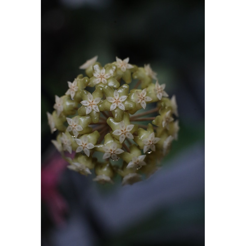 Hoya clemensiorum sp. Ngantang - rooted store with hoya flowers