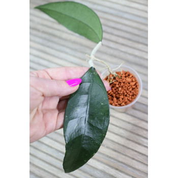 Hoya clemensiorum sp. Ngantang - rooted store with hoya flowers