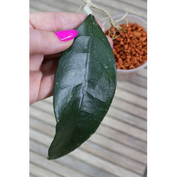 Hoya clemensiorum sp. Ngantang - rooted store with hoya flowers