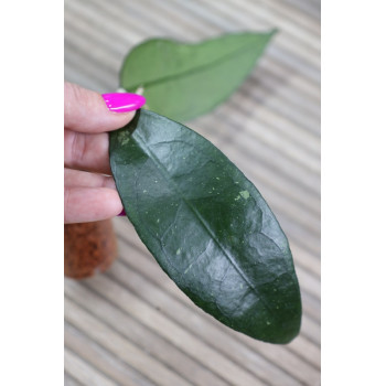 Hoya clemensiorum sp. Ngantang - rooted store with hoya flowers