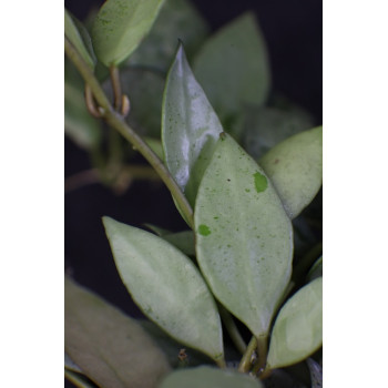 HOYA LACUNOSA ‘LOUISA’S SILVER’ sklep z kwiatami hoya