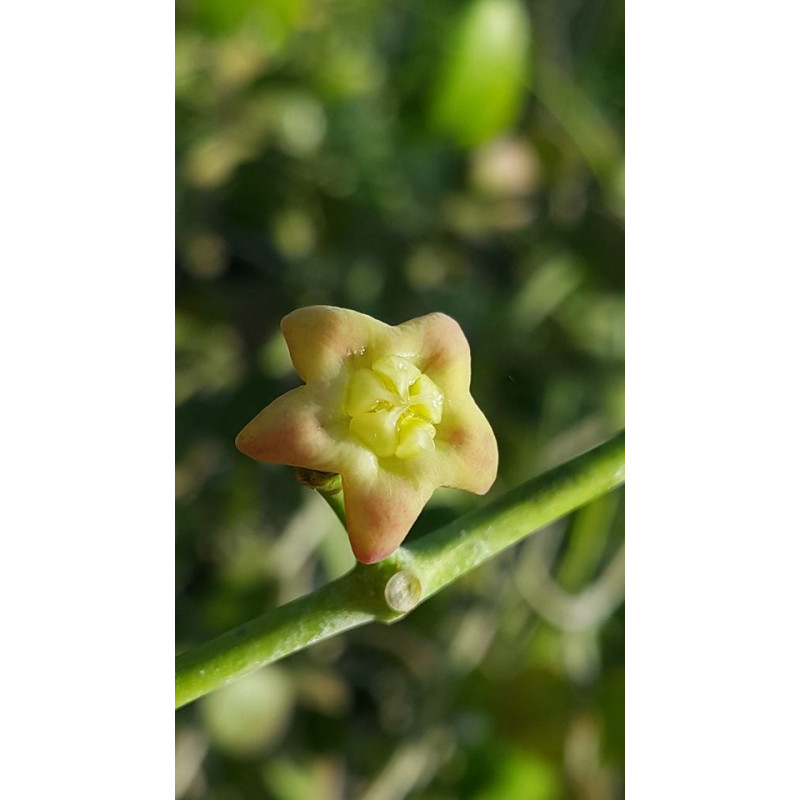 Hoya mariae store with hoya flowers