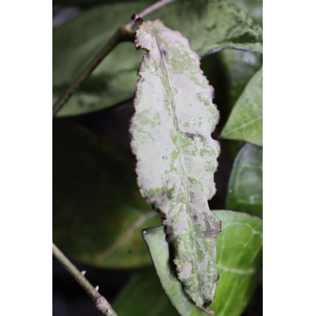 Hoya undulata SILVER ( full silver, long leaves ) internet store