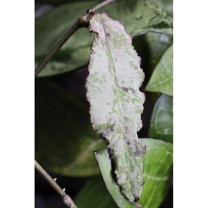 Hoya undulata SILVER ( full silver, long leaves ) store with hoya flowers