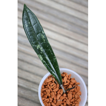 Hoya rigidifolia ( splash leaves ) internet store