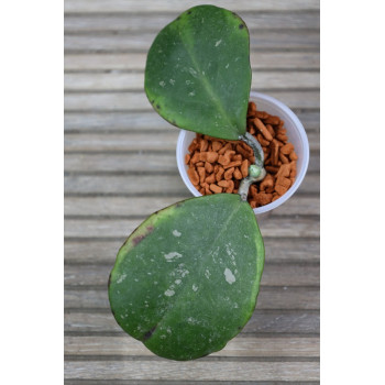 Hoya obovata albomarginata 'Amelia' sklep internetowy