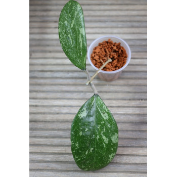 Hoya 'Michele' ( splash leaves ) internet store