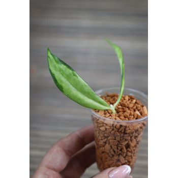 Hoya yingjiangensis inner variagated - rooted store with hoya flowers