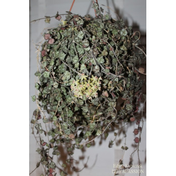 Hoya curtisii ( big leaves ) store with hoya flowers