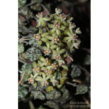 Hoya curtisii ( big leaves ) store with hoya flowers