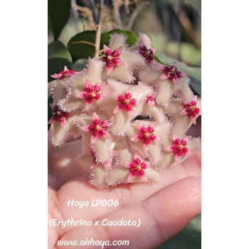 Hoya LP006 ( erythrina x caudata ) store with hoya flowers