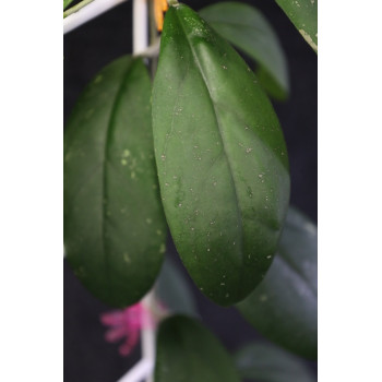 Hoya 'Honey Pot' x ( hybrid ) store with hoya flowers