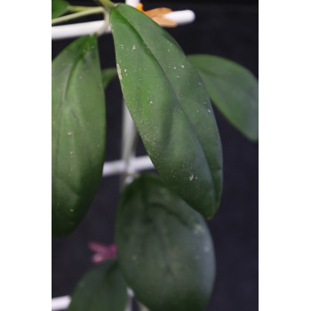 Hoya 'Honey Pot' x ( hybrid ) store with hoya flowers