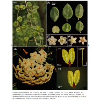 Hoya tengchongensis sklep z kwiatami hoya