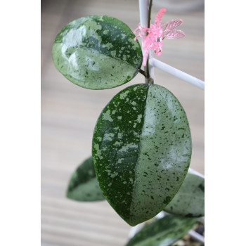 Hoya verticillata 'HALF MOON' internet store