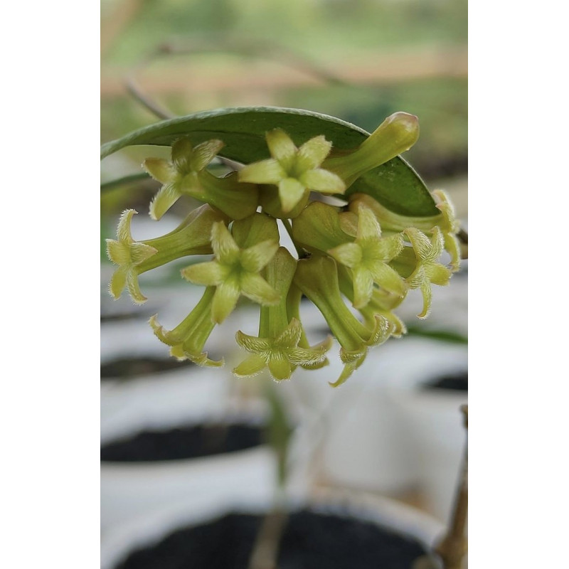 Hoya sp. Garut ( mini Bell ) store with hoya flowers